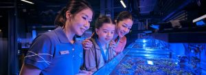 2026 animal spotlight corals at sentosa